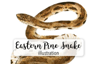 Download Eastern Pine Snake Watercolor - Eastern Collection